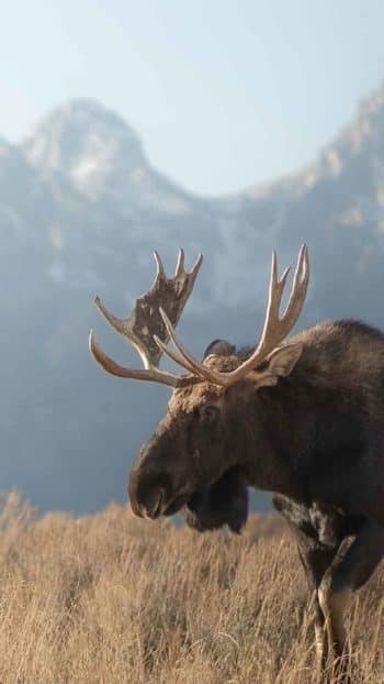 A Moose Is Spotting In The Summer Months In Front Of The Grand Teton Mountain Range In Wyoming