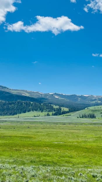 The Lamar Valley In Yellowstone National Park Shows Off Vibrant Greens And Blues In This Summertime Landscape Photo