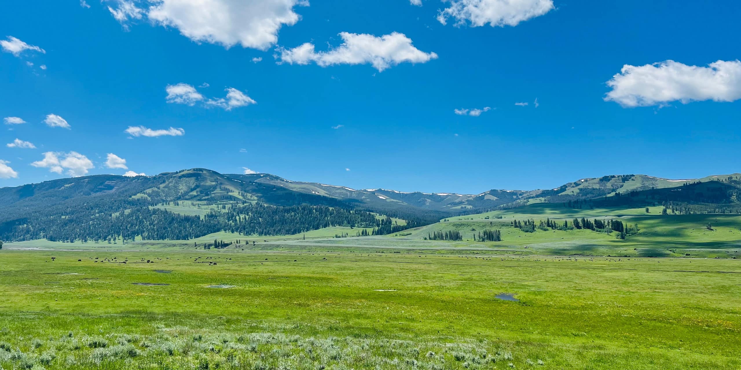 The Lamar Valley In Yellowstone National Park Shows Off Vibrant Greens And Blues In This Summertime Landscape Photo