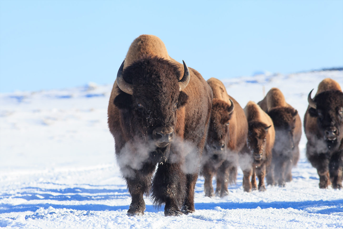 A Herd Of Bison Can Be Seen Moving Through The Snow In Yellowstone