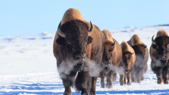 A Herd Of Bison Can Be Seen Moving Through The Snow In Yellowstone