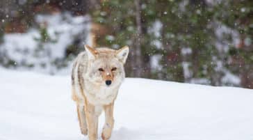 A Coyote Walks Through Falling Snow In A Winter Landscape In Yellowstone National Park