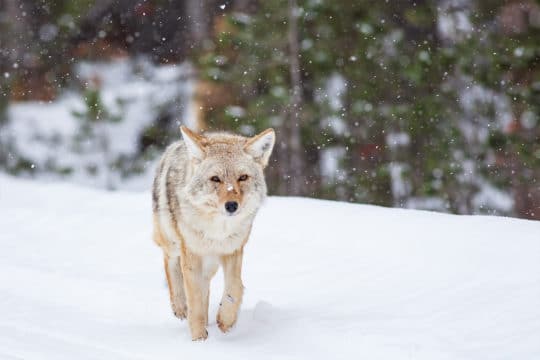 A Coyote Walks Through Falling Snow In A Winter Landscape In Yellowstone National Park