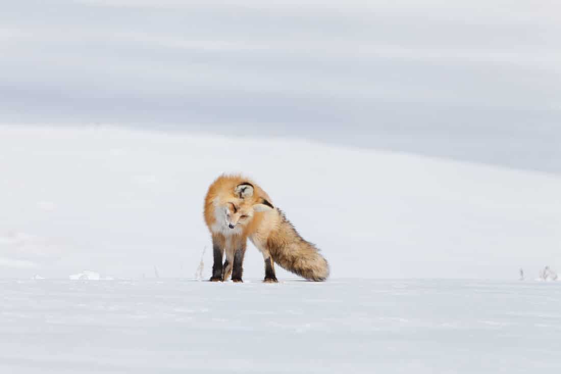 A Red Fox Can Be Seen In The Winter While On Tour With Yellowstone Safari Company