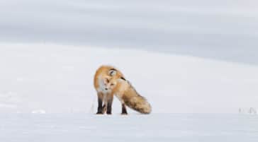 A Red Fox Can Be Seen In The Winter While On Tour With Yellowstone Safari Company