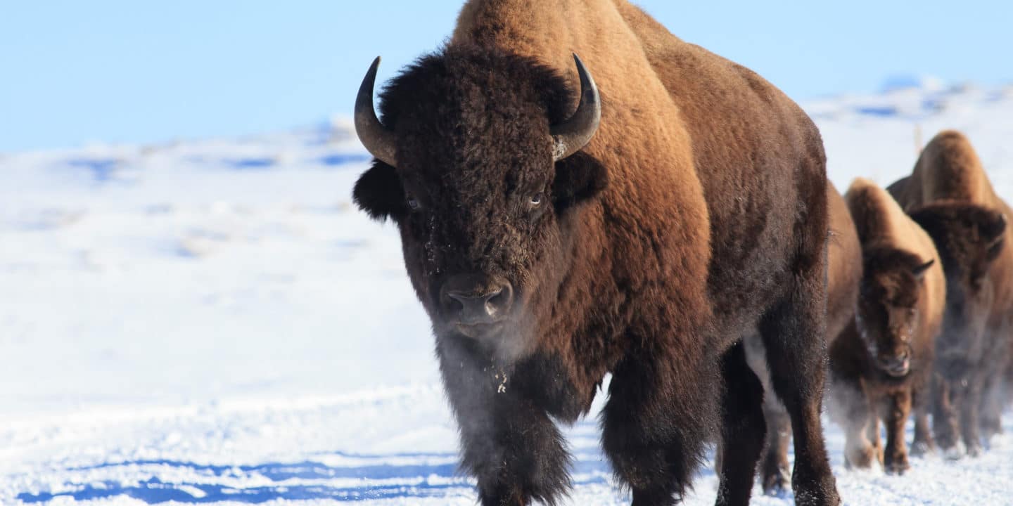 Wild Bison In Yellowstone National Park Traverse A Snow Covered Winter Landscape