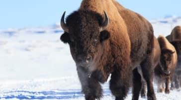 Wild Bison In Yellowstone National Park Traverse A Snow Covered Winter Landscape