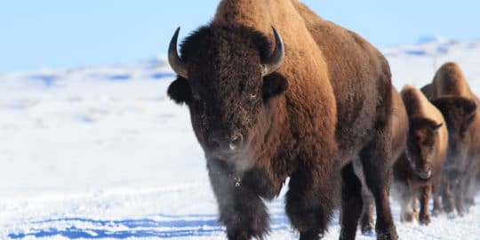 Wild Bison In Yellowstone National Park Traverse A Snow Covered Winter Landscape