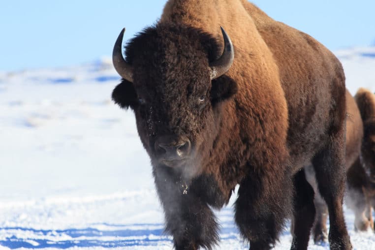 Wild Bison In Yellowstone National Park Traverse A Snow Covered Winter Landscape