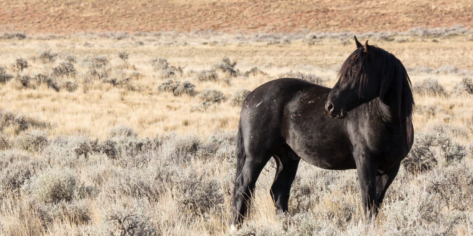 Guided Wild Mustang Tours | Things To Do In Cody, WY