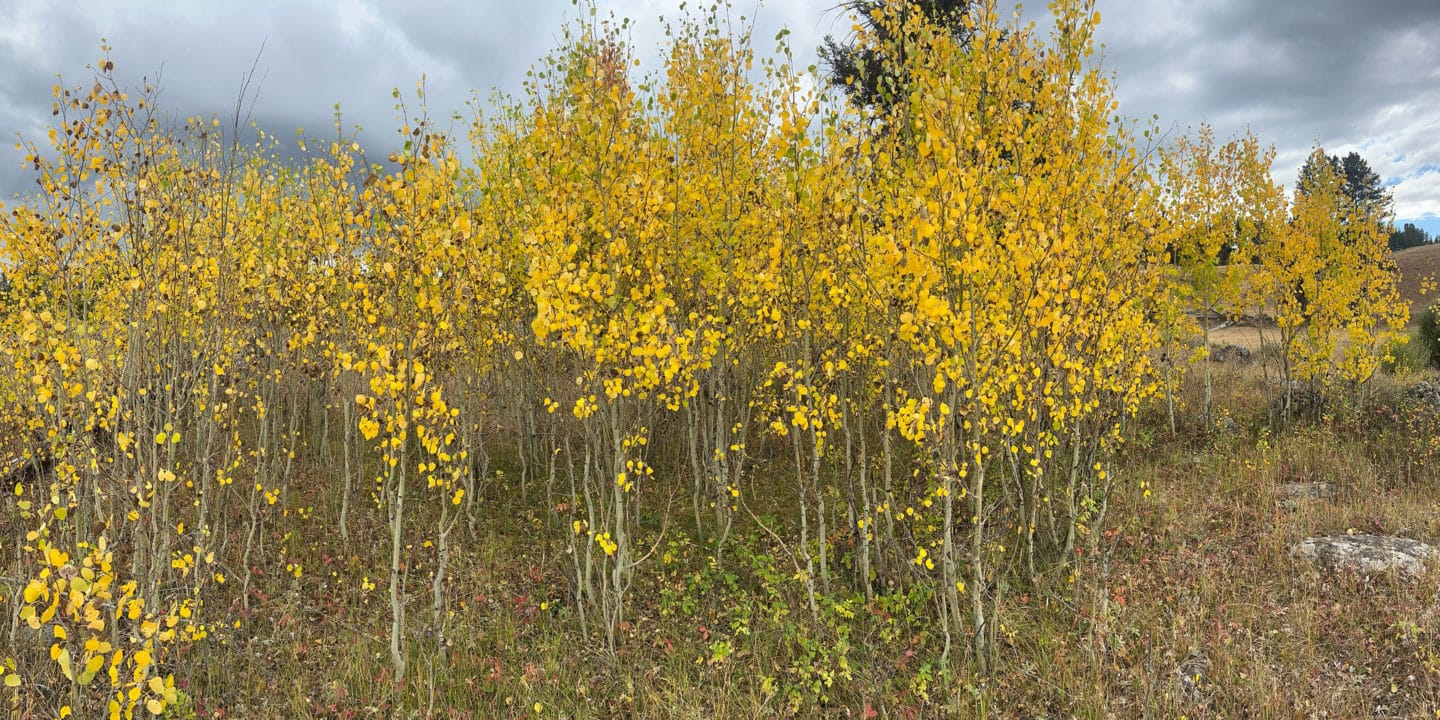 An Aspen Grove Changes Its Colors To Yellow In The Fall In The Greater Yellowstone Ecosytem