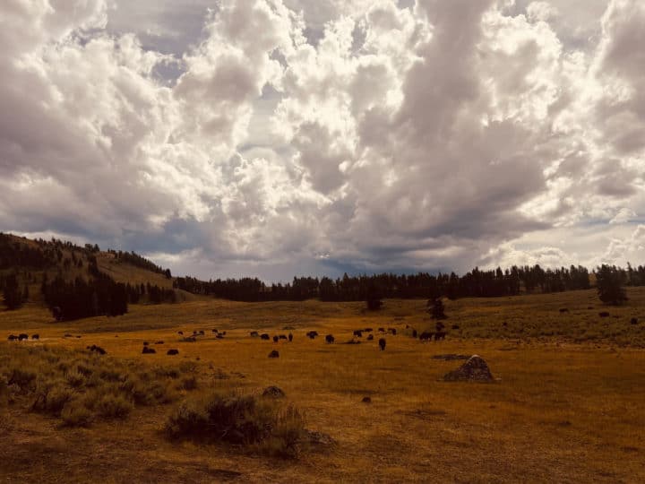 A Bison Herd Dots The Landscape In The Greater Yellowstone Ecosystem In Yellowstone National Park