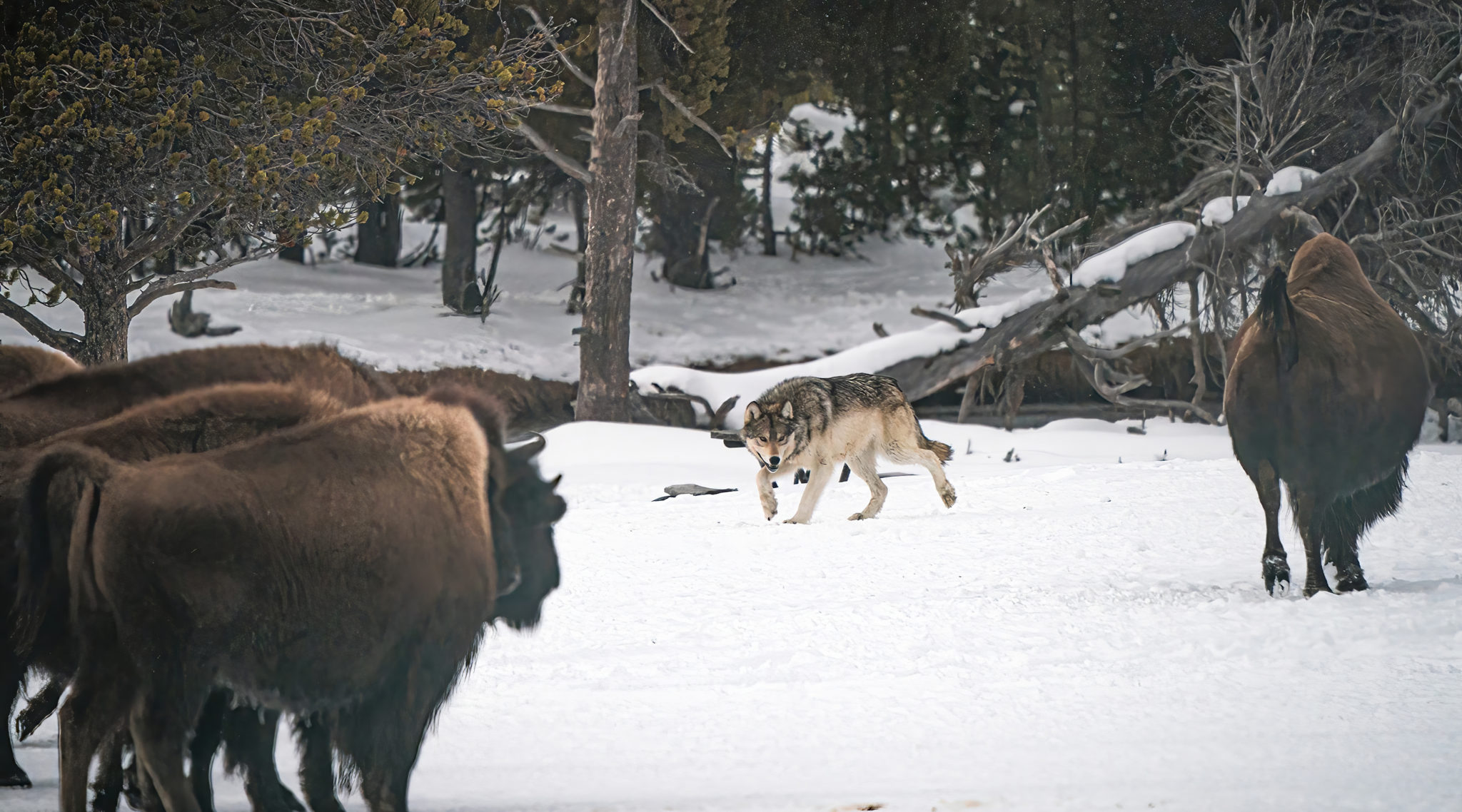 Where Can You See Wild Wolves? - Yellowstone Safari Company
