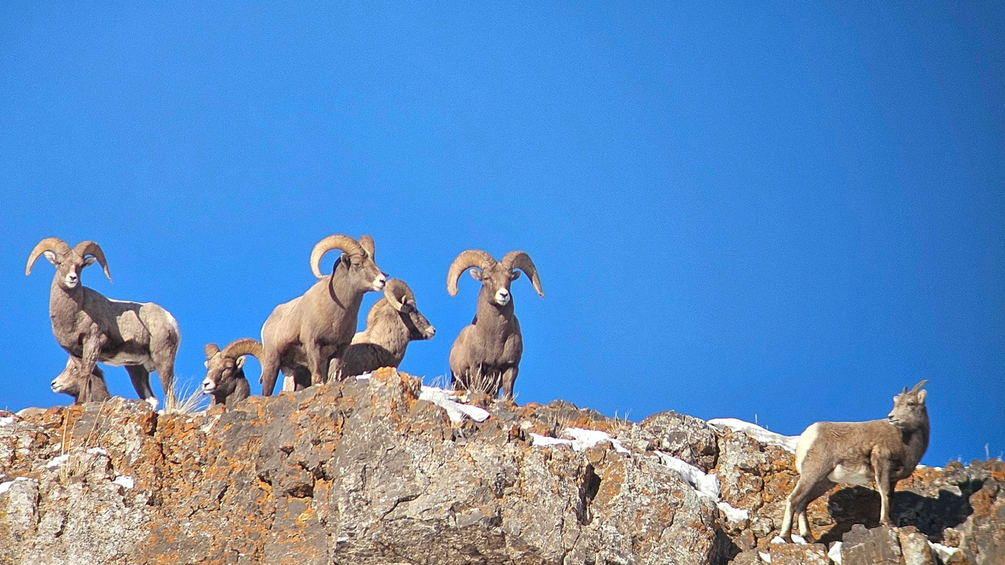 Wildlife Tours In Yellowstone National Park Yellowstone Safari Company wildlife-tours-in-yellowstone-national-park-yellowstone-safari-company